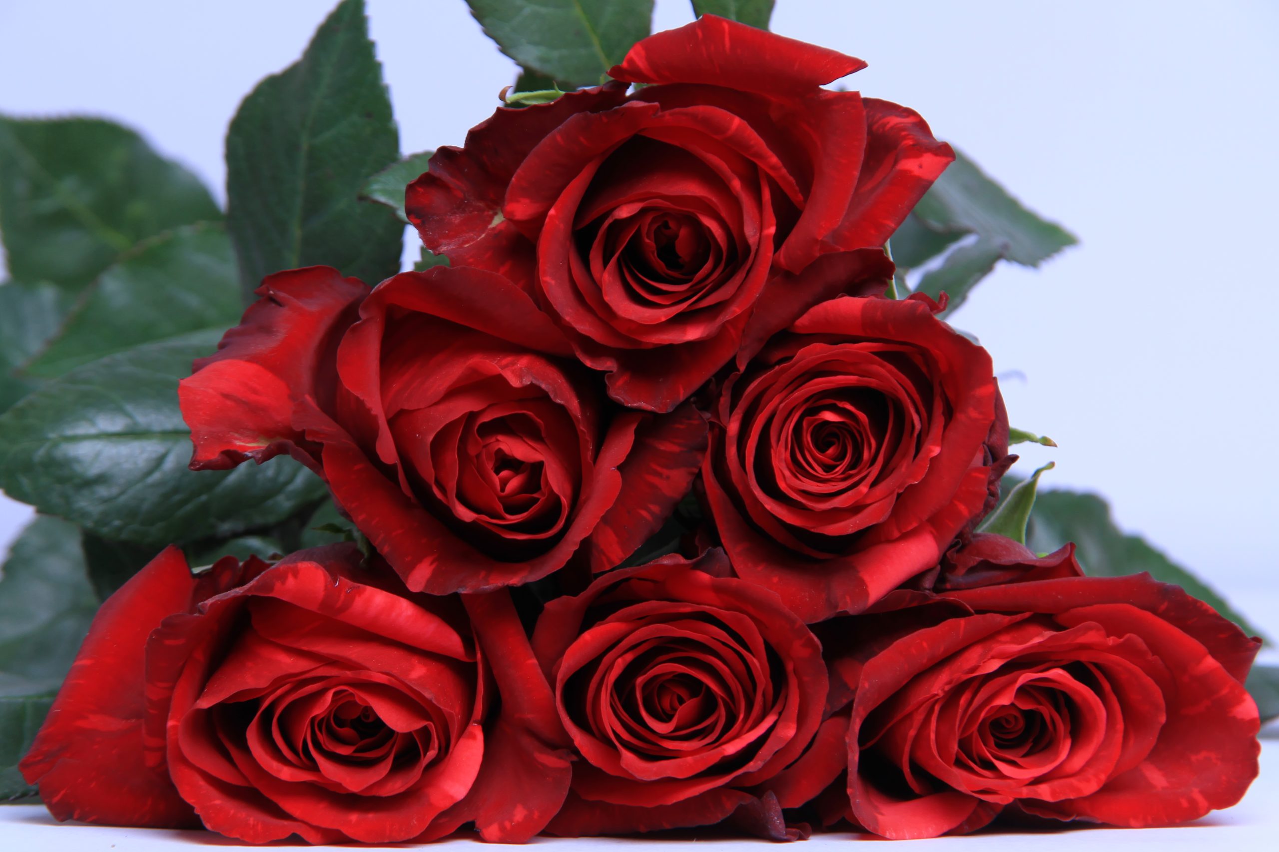 Rosa Red Panther - Pasión y Elegancia