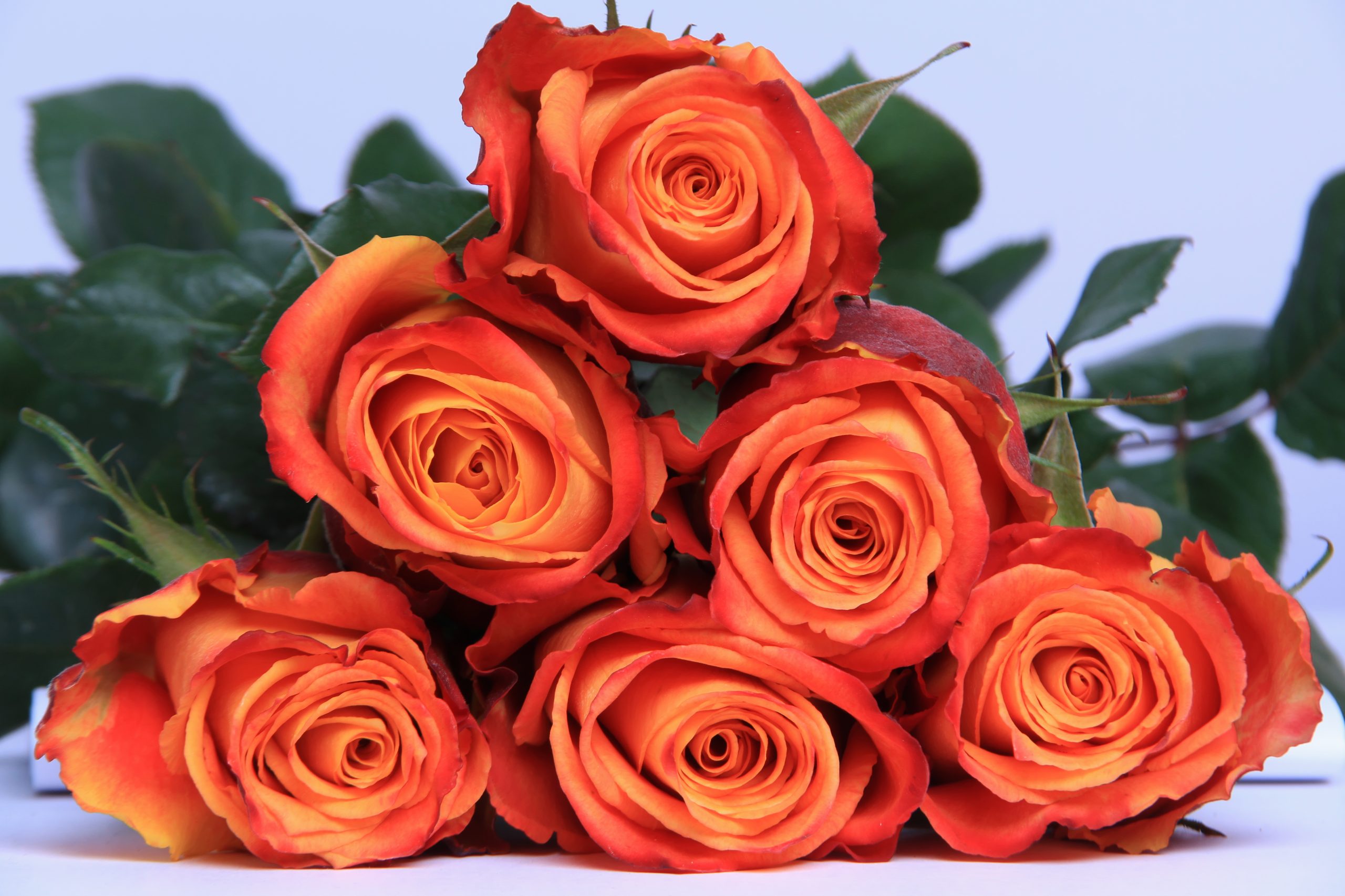 Rosa Silantoi - Variedad Premium